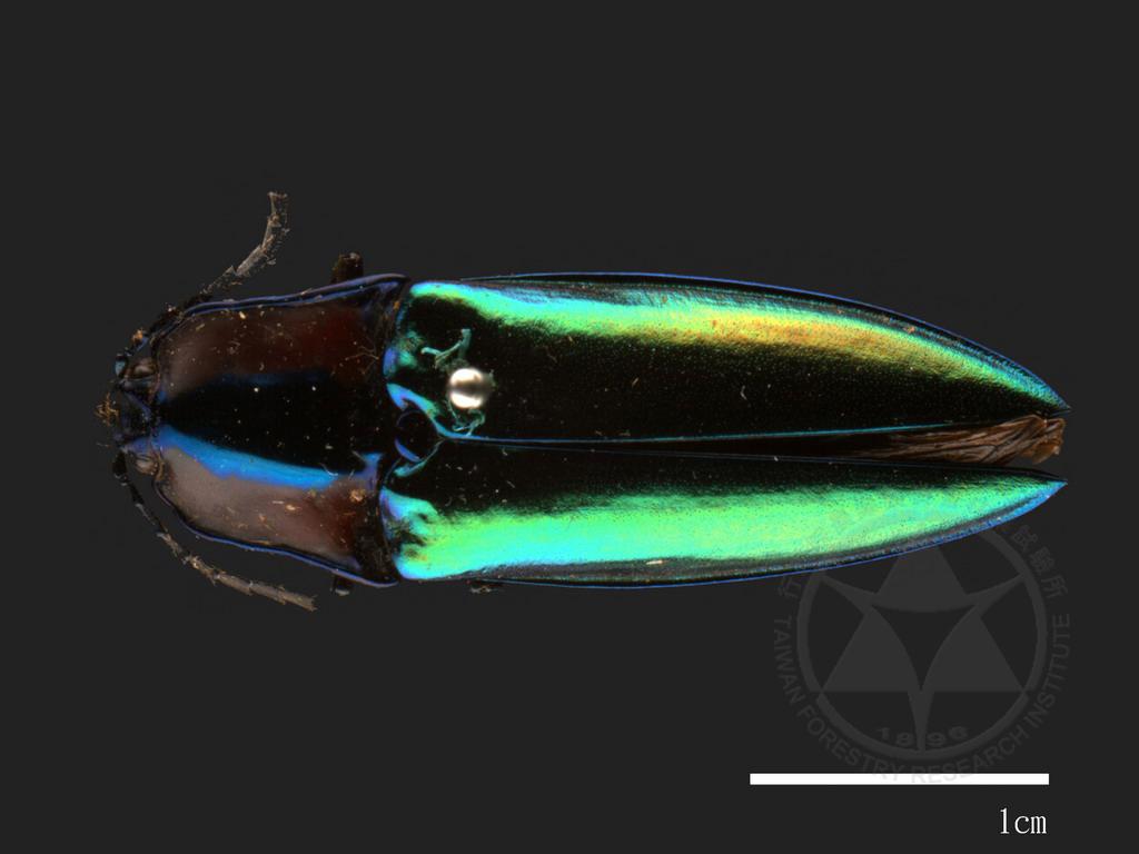 Campsosternus gemma Candeze (Rainbow Sheath Click Beetle) 虹彩叩頭蟲